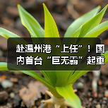 赴温州港“上任”！国内首台“巨无霸”起重机启航发运（图4）