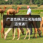 广湛高铁湛江湾海底隧道贯通!(图3) 广湛高铁湛江湾海底隧道贯通!(图3)