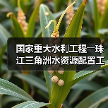 国家重大水利工程――珠江三角洲水资源配置工程正式通水(图3) 国家重大水利工程――珠江三角洲水资源配置工程正式通水(图3)