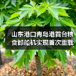 山东港口青岛港首台粮食卸船机实现首次重载试车(图1) 山东港口青岛港首台粮食卸船机实现首次重载试车(图1)