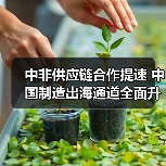 中非供应链合作提速 中国制造出海通道全面升级(图4) 中非供应链合作提速 中国制造出海通道全面升级(图4)