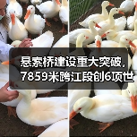悬索桥建设重大突破，7859米跨江段创6项世界纪录（图3）