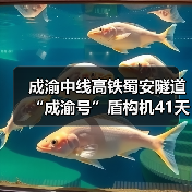 成渝中线高铁蜀安隧道“成渝号”盾构机41天创全国纪录(图1) 成渝中线高铁蜀安隧道“成渝号”盾构机41天创全国纪录(图1)