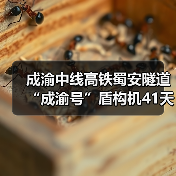 成渝中线高铁蜀安隧道“成渝号”盾构机41天创全国纪录(图3) 成渝中线高铁蜀安隧道“成渝号”盾构机41天创全国纪录(图3)